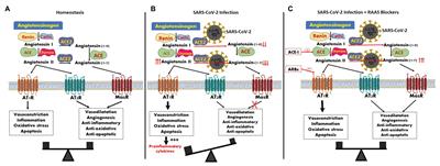 ACE2, COVID-19 Infection, Inflammation, and Coagulopathy: Missing Pieces in the Puzzle